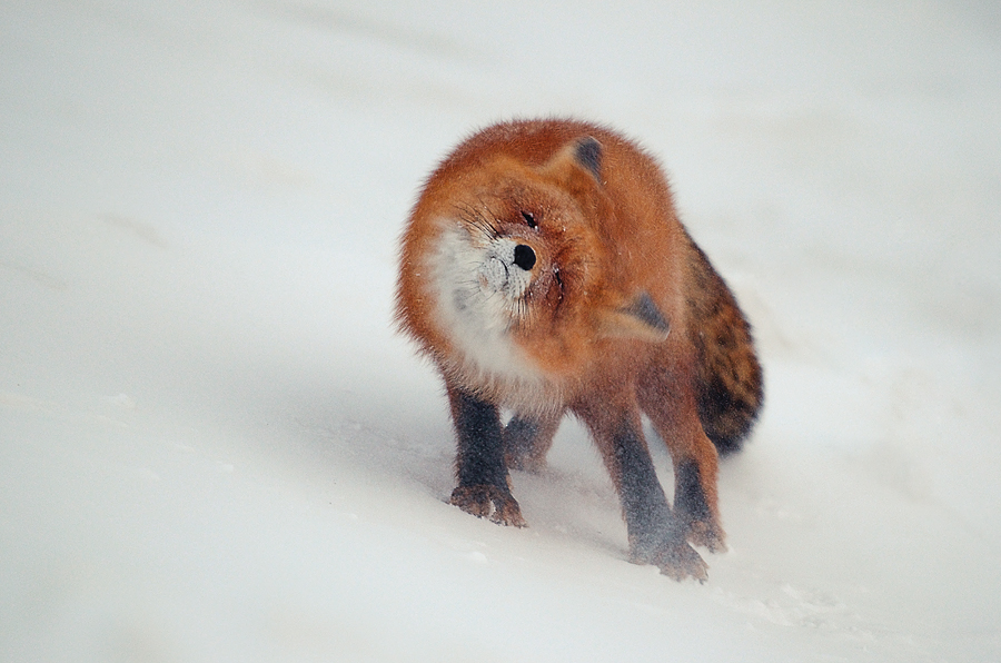 Ivan Kislov - Foxes - Untitled