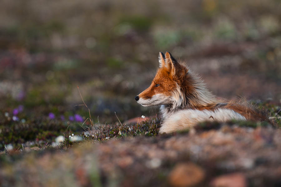 Ivan Kislov - Foxes - Untitled