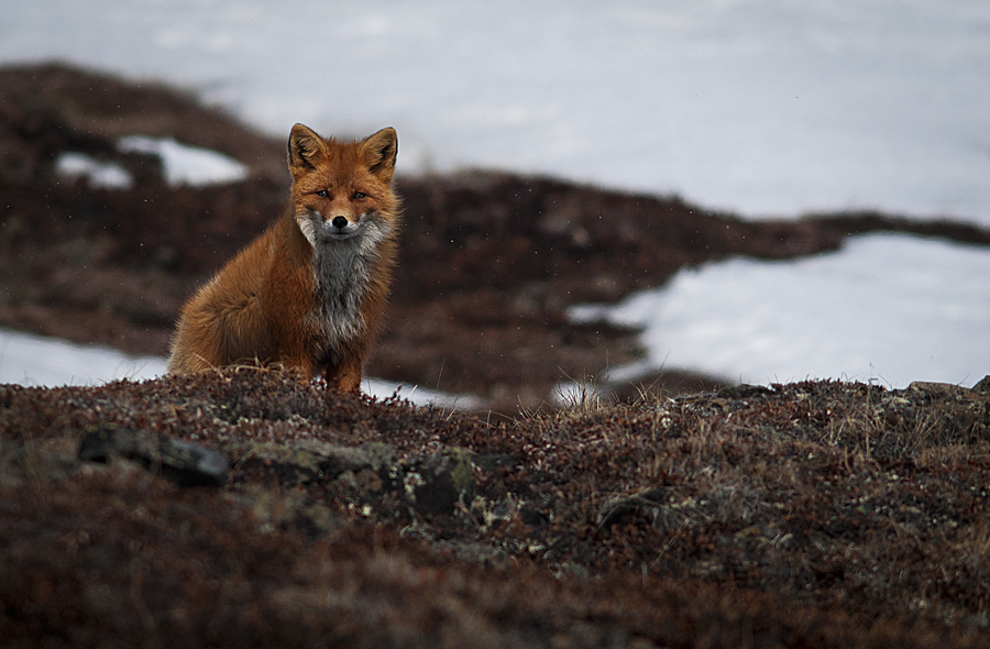 Ivan Kislov - Foxes - Untitled