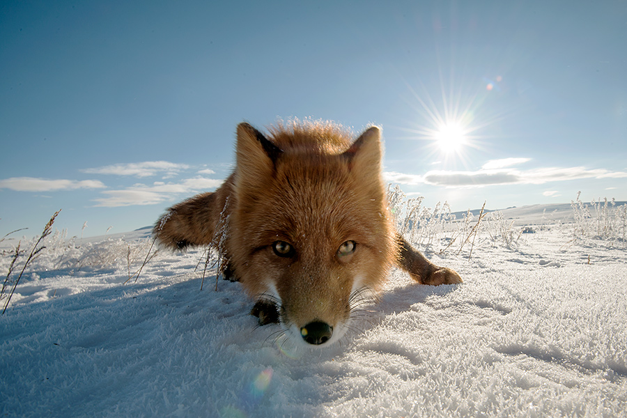 Ivan Kislov - Foxes - Untitled