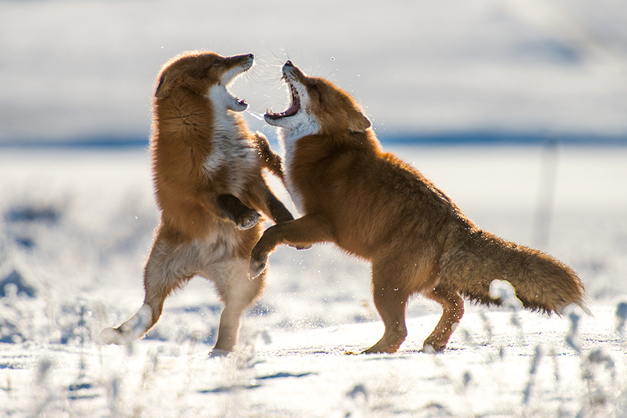 Ivan Kislov - Foxes - Untitled