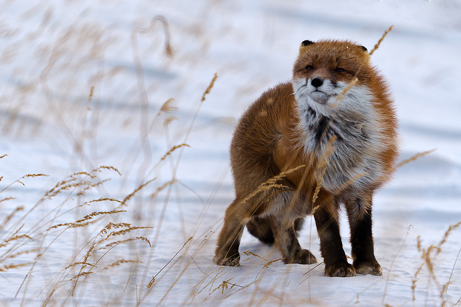 Ivan Kislov - Foxes - Wind
