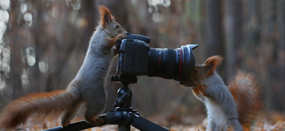 Ecureuil - Photographe 25754141