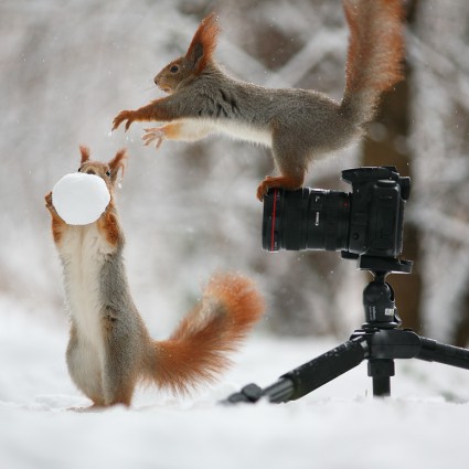 Des écureuils photographes, une succession de photographies vraiment mignonnes