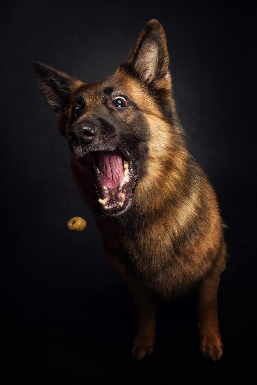 fotos frei schnauze christian vieler 39453671