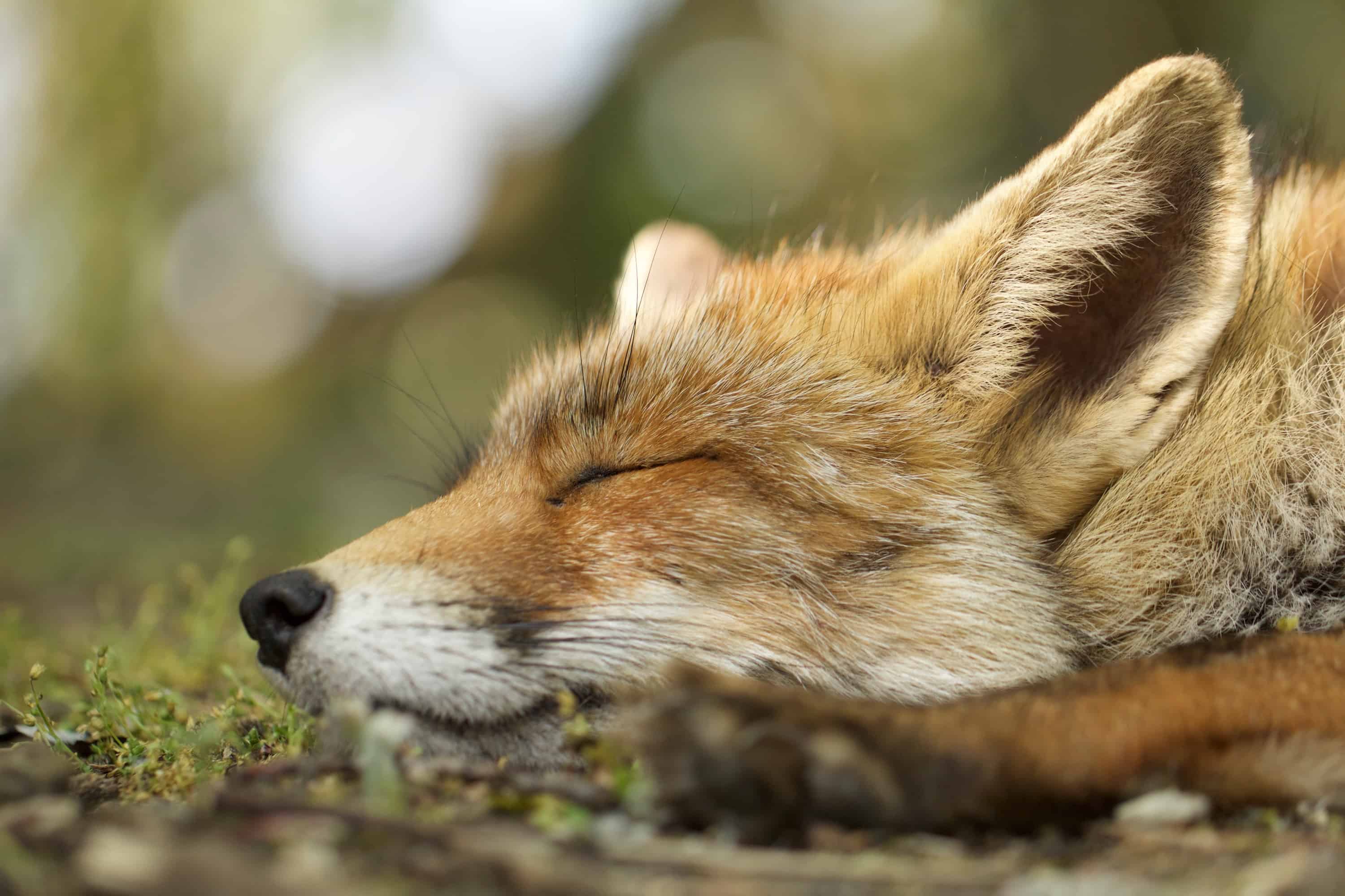 Рыжая лиса во сне. Лиса. Фото Лис. Спящие лисы.
