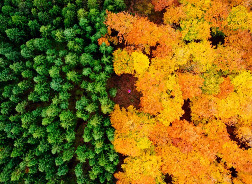 Forêt de la Halland, Suède (c) Anders Andersson