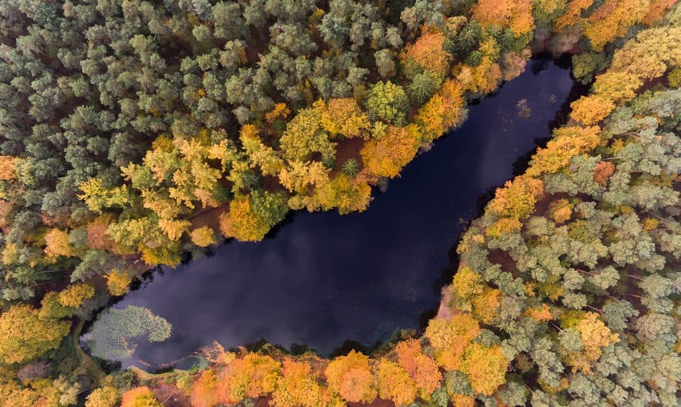 Arbres colorés dans la forêt de Kloevensteen, Hambourg, Allemagne (c) Rainer