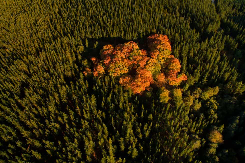 Forêt d'Amurrio, Pays Basque, Espagne (c) Santiago Yaniz Aramendia