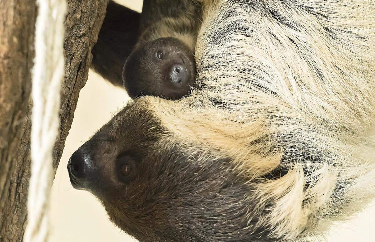 Un bébé paresseux et sa maman