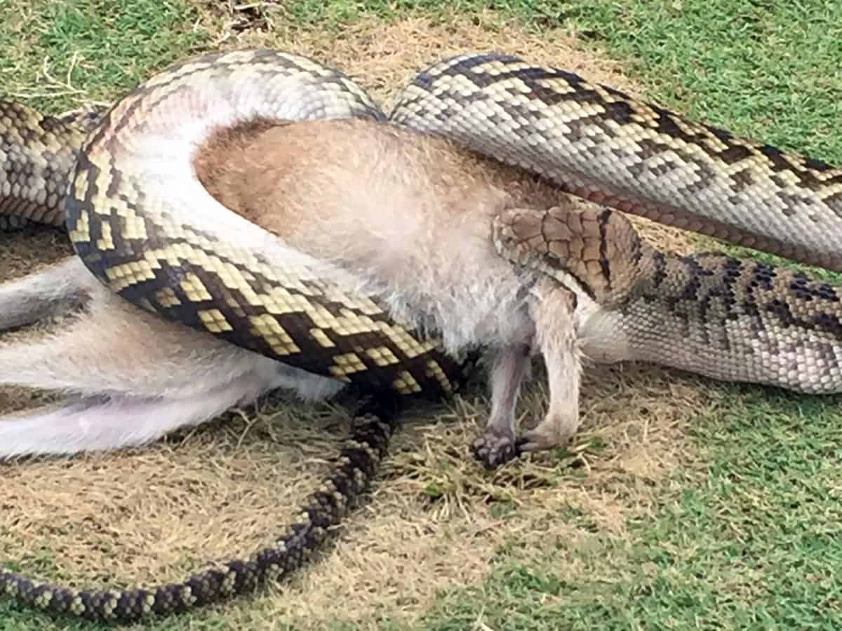 Un jeune dauphin nage avec sa mère