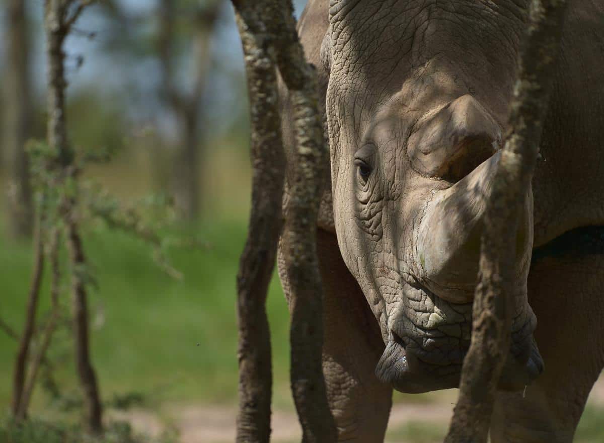 Un rhinocéros garde son territoire