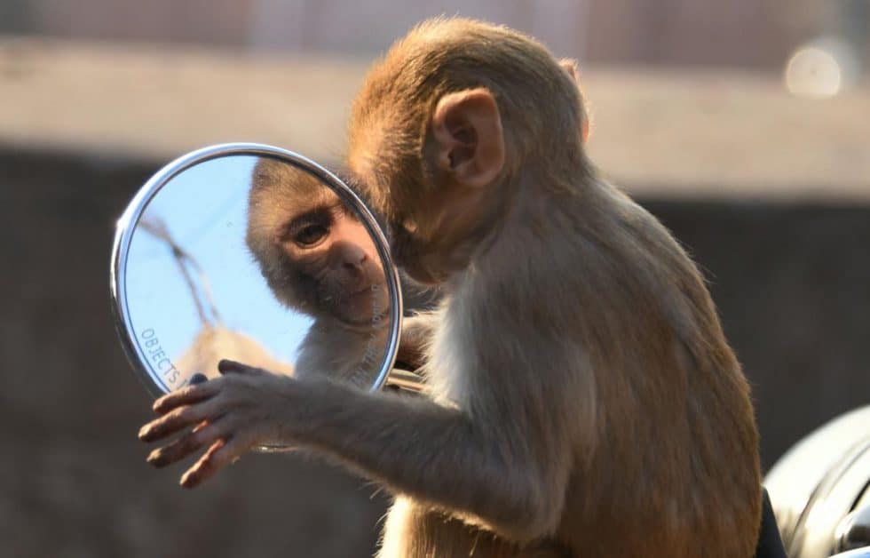 Un singe se regarde dans le rétroviseur d'une moto