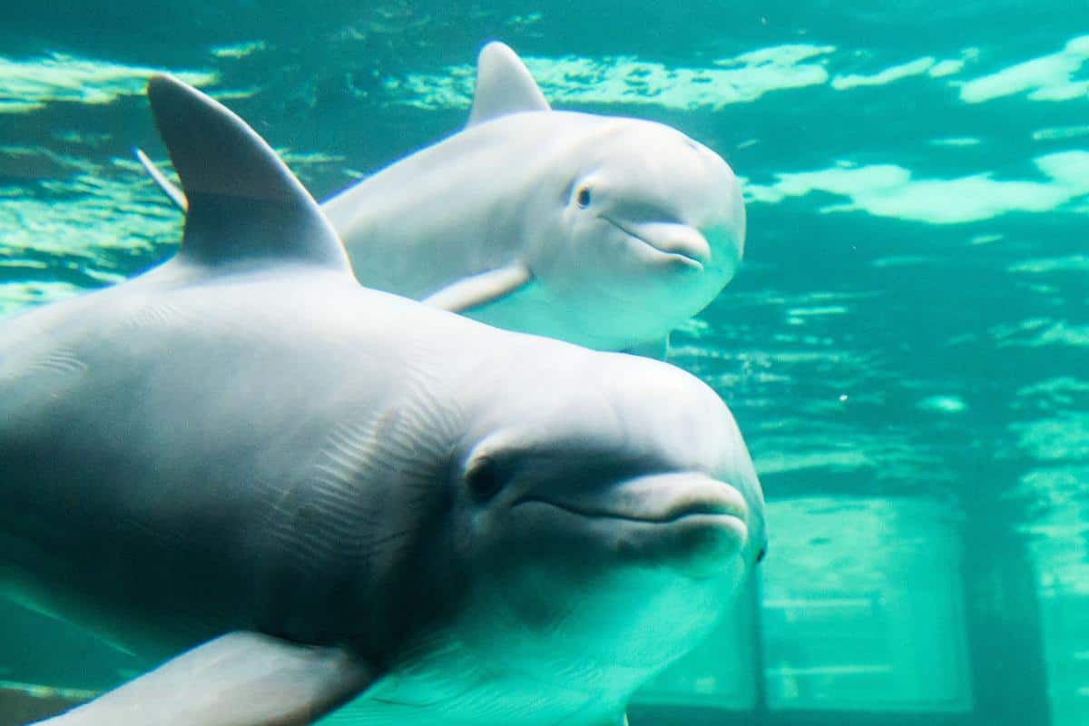 Un jeune dauphin nage avec sa mère
