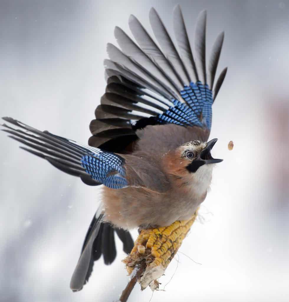 Un jay attrape un épis de maïs