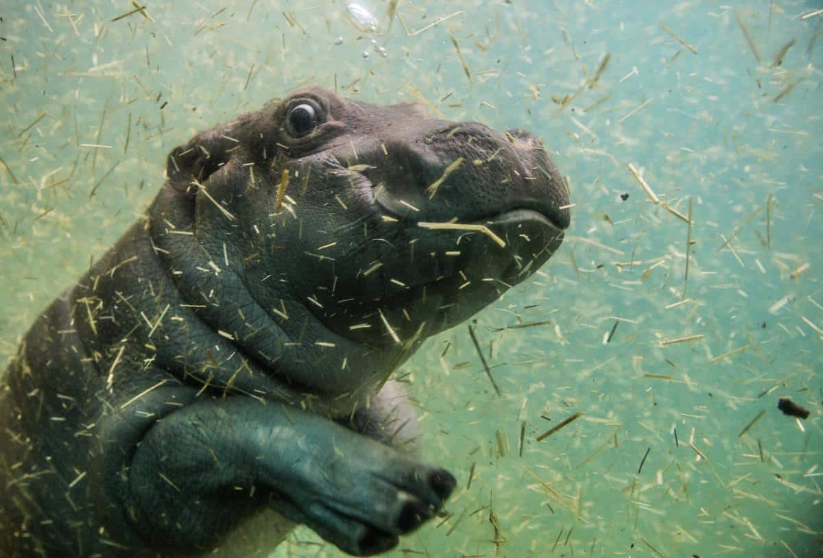 Un bébé hippo découvre les joies de la natation