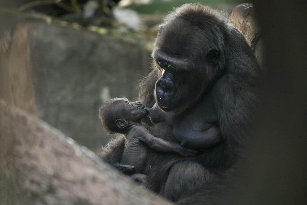 Un gorille nourrit son petit