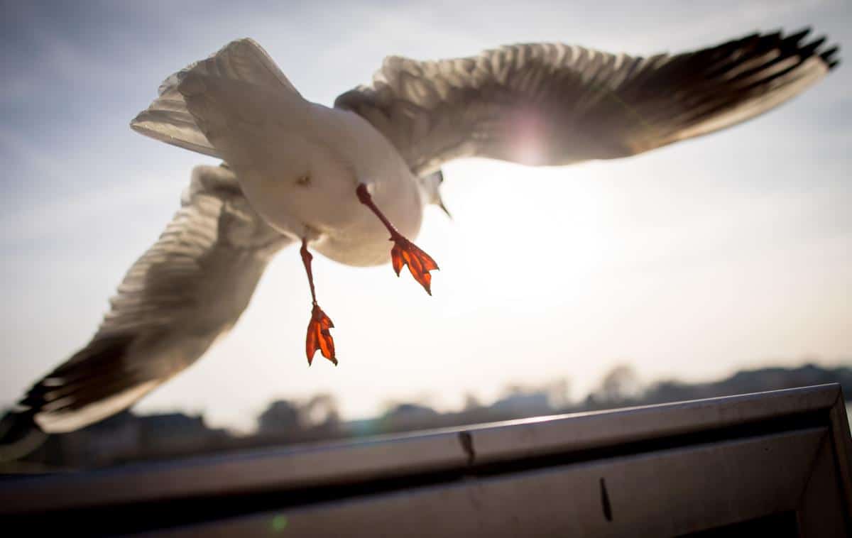 Une mouette au décollage