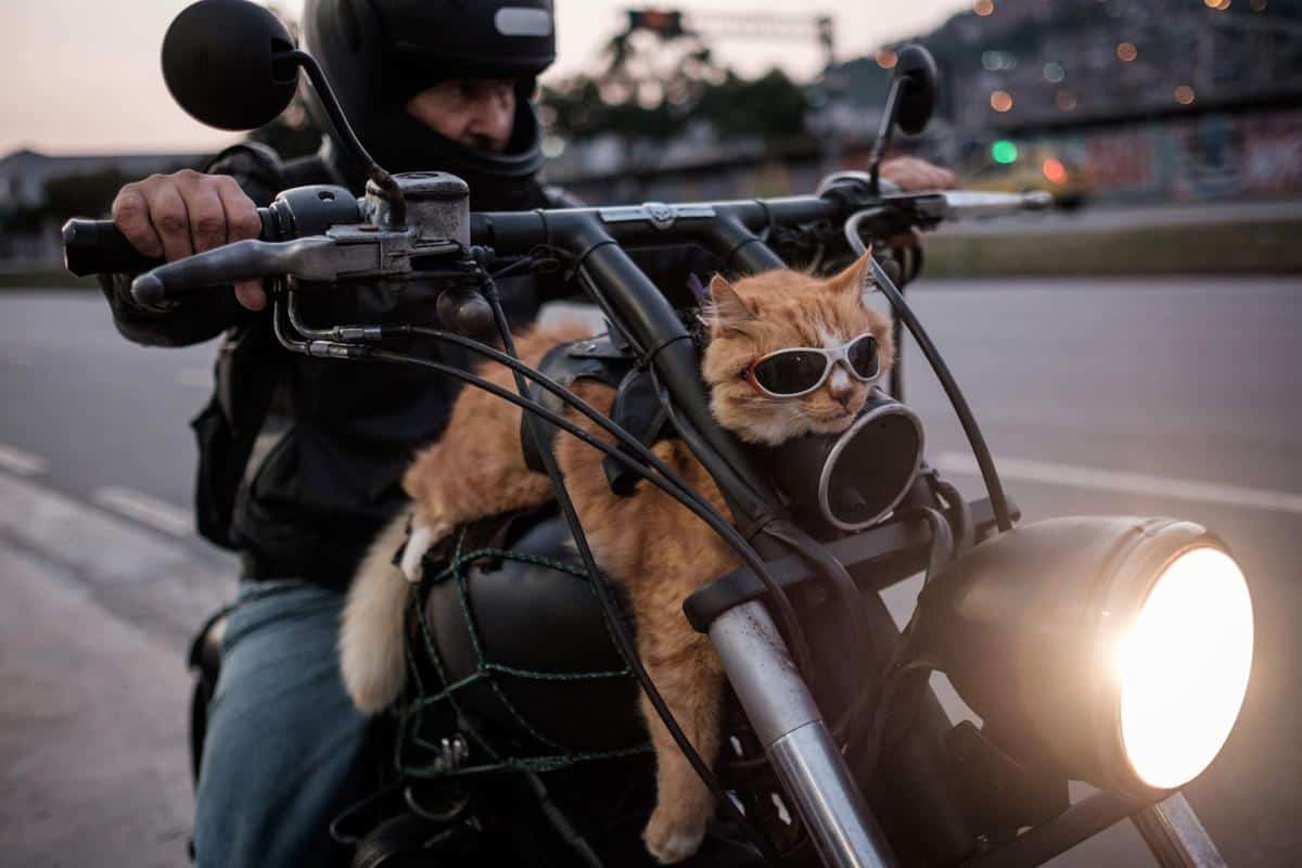 Chiquinho, un chat de 12 ans qui aiment les balades à moto