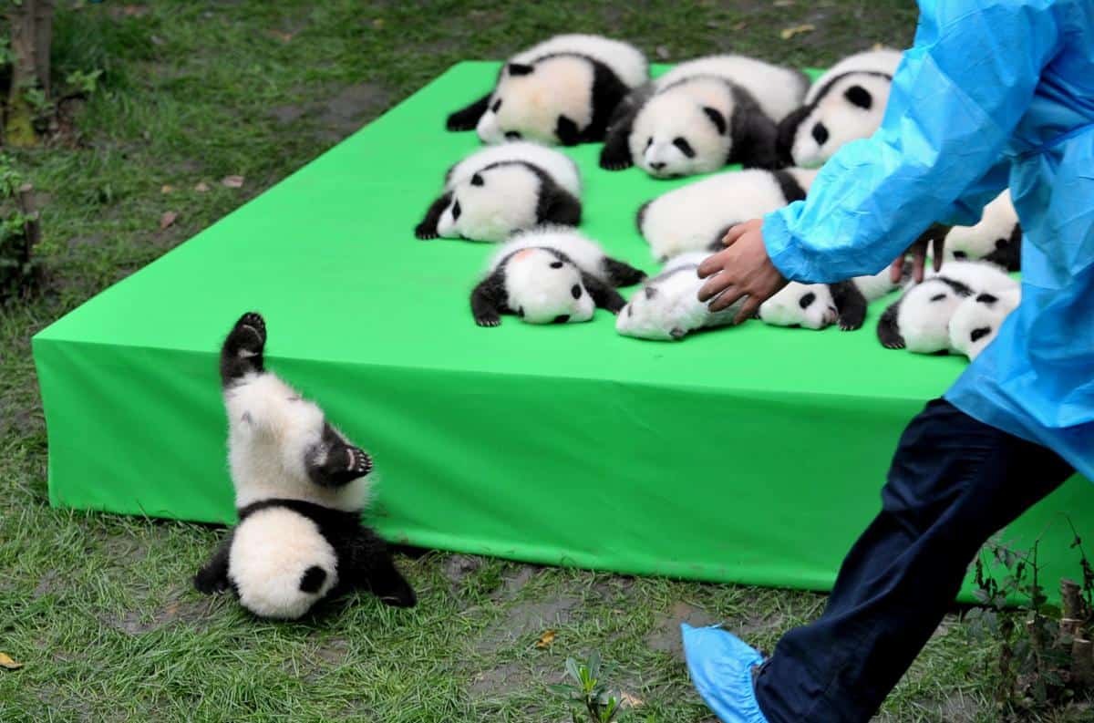 Un groupe de pandas