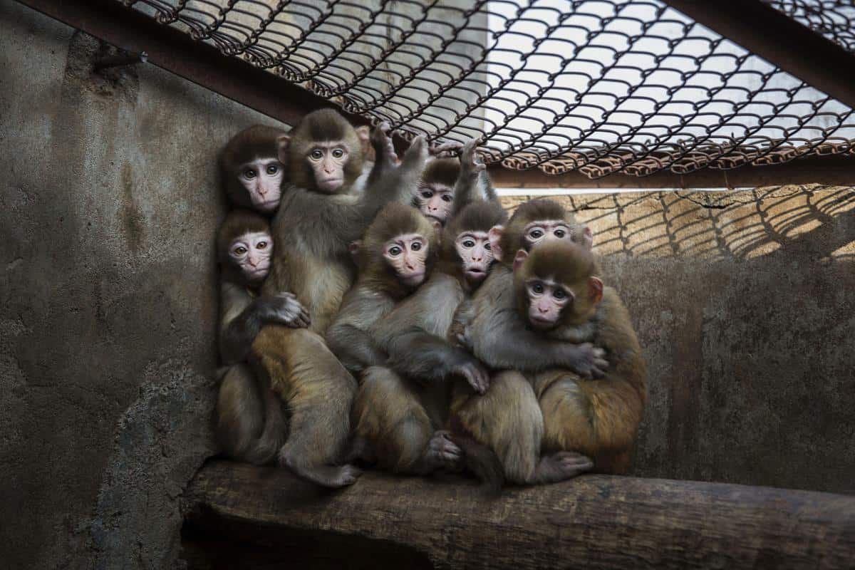 Une bande de macaques dans son coin