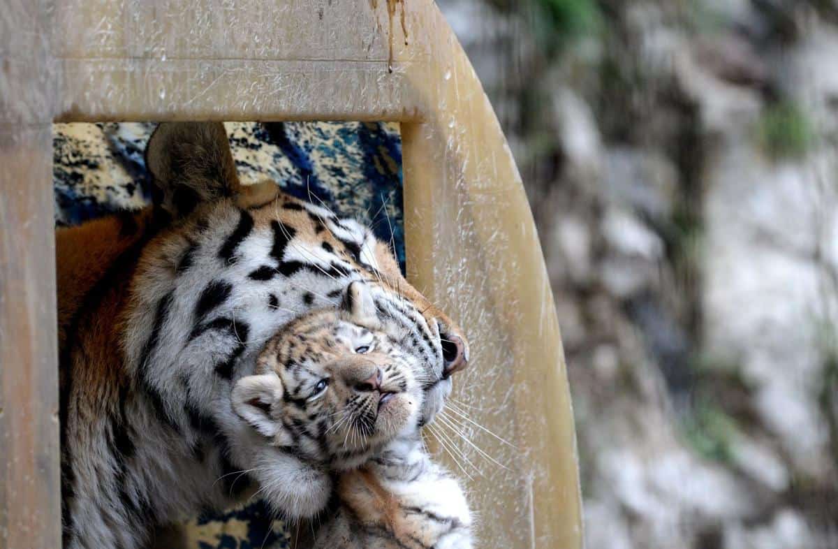 Un tigre de Sibérie et son petit
