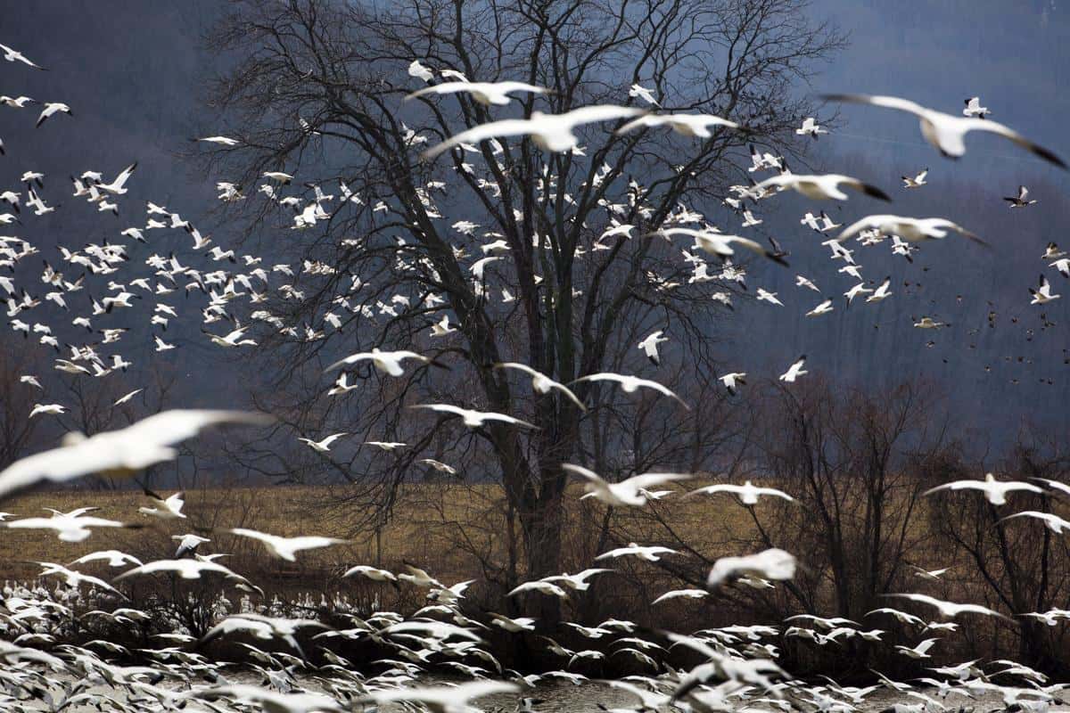 Des oies des neiges se nourissent