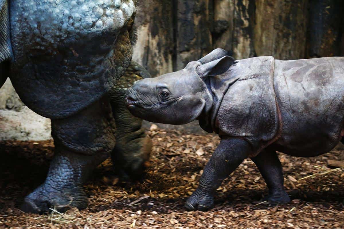 Un bébé rhinocéros suit sa mère