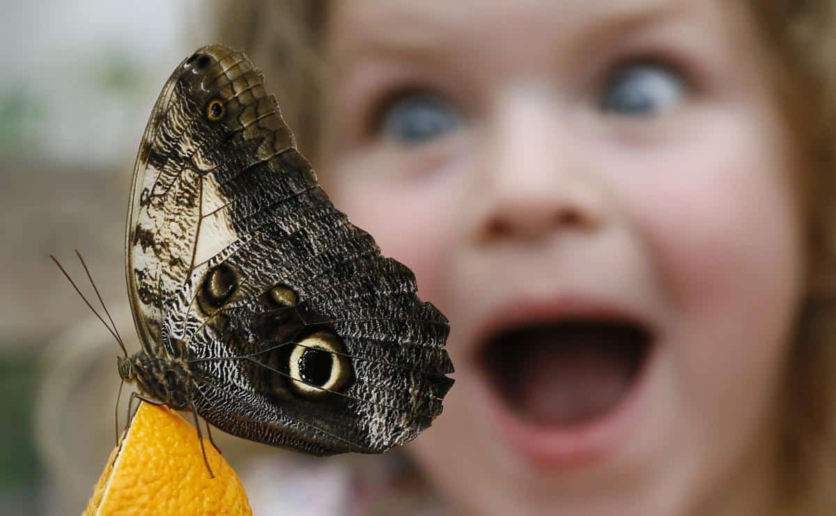 Un papillon chouette se nourrit sur une orange