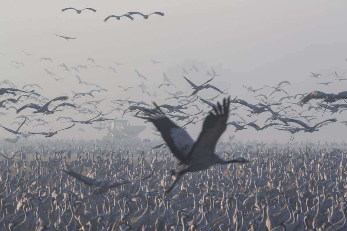 Des grues grises entrain de migrer