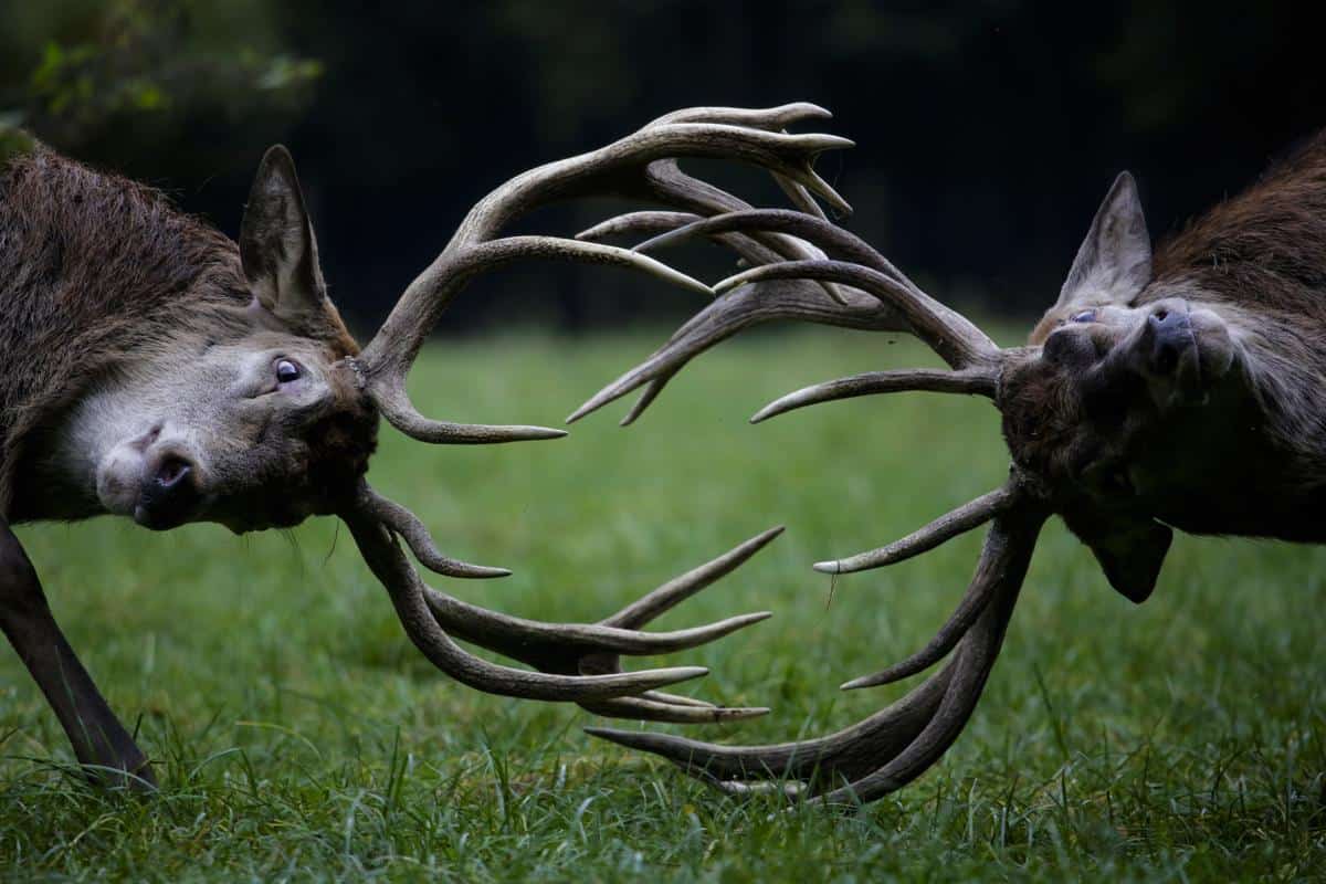 Combat de cerfs