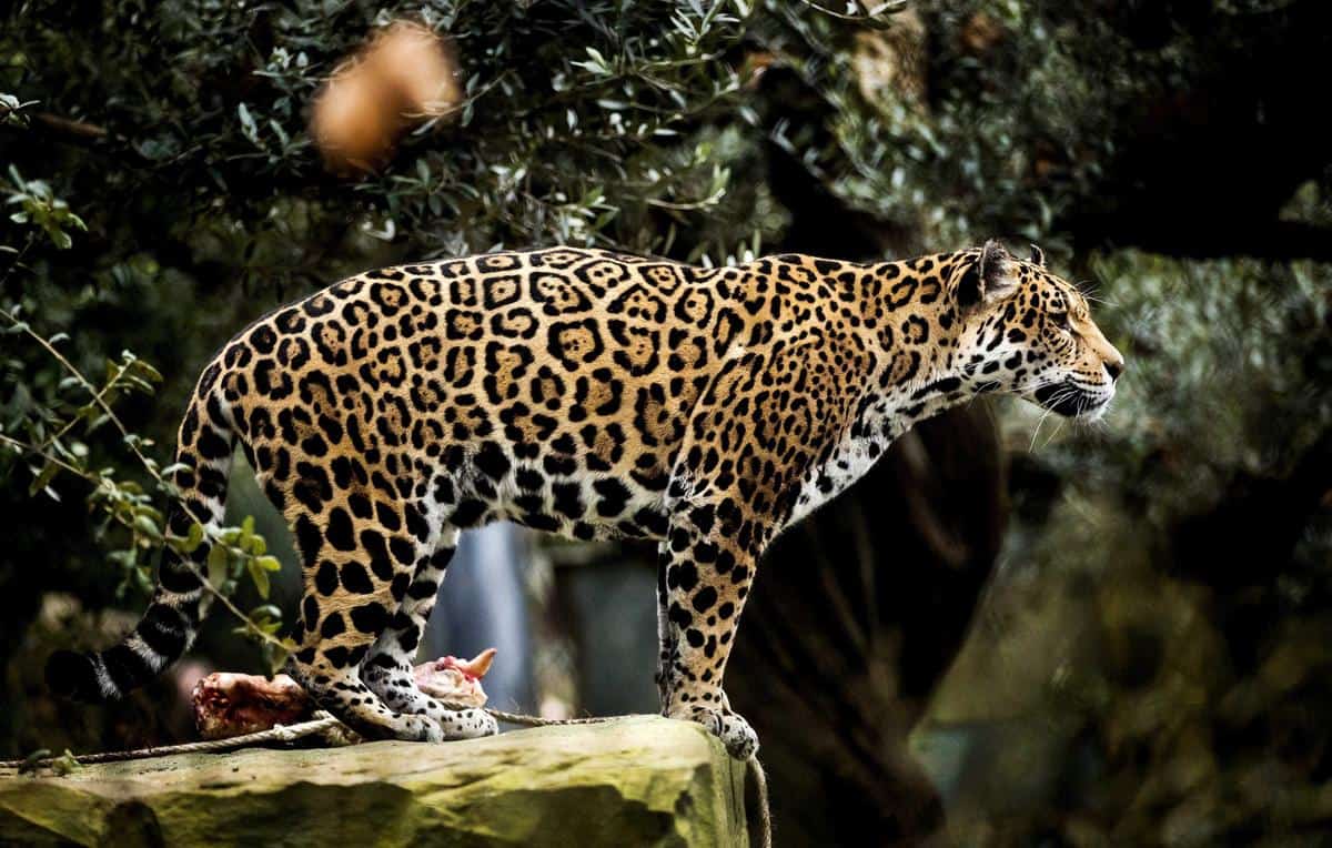Un jaguar explore son nouveau territoire