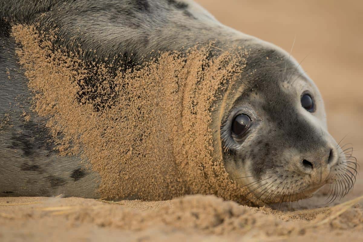 Un phoque sur le sable