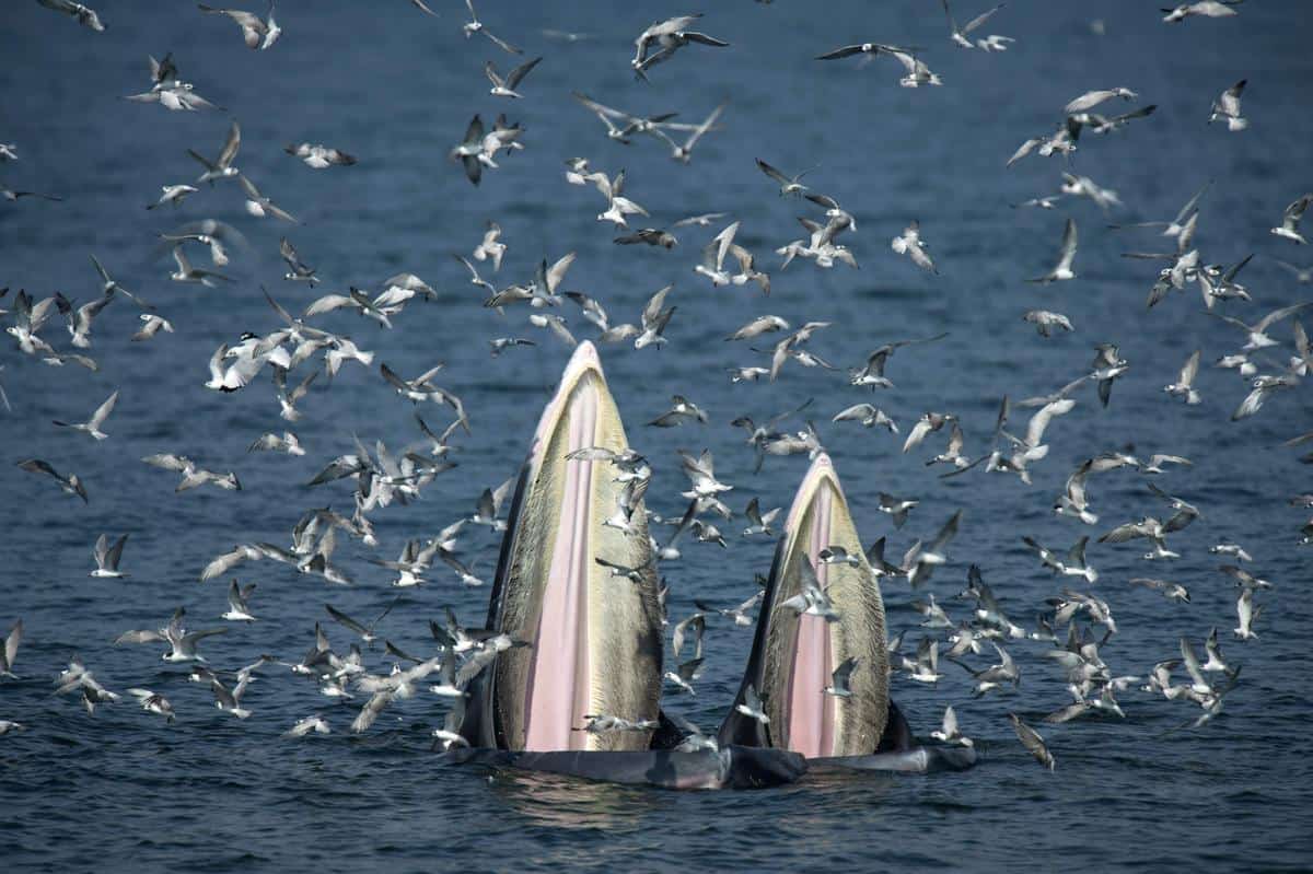 Deux énormes baleines se nourrissent d'anchoies