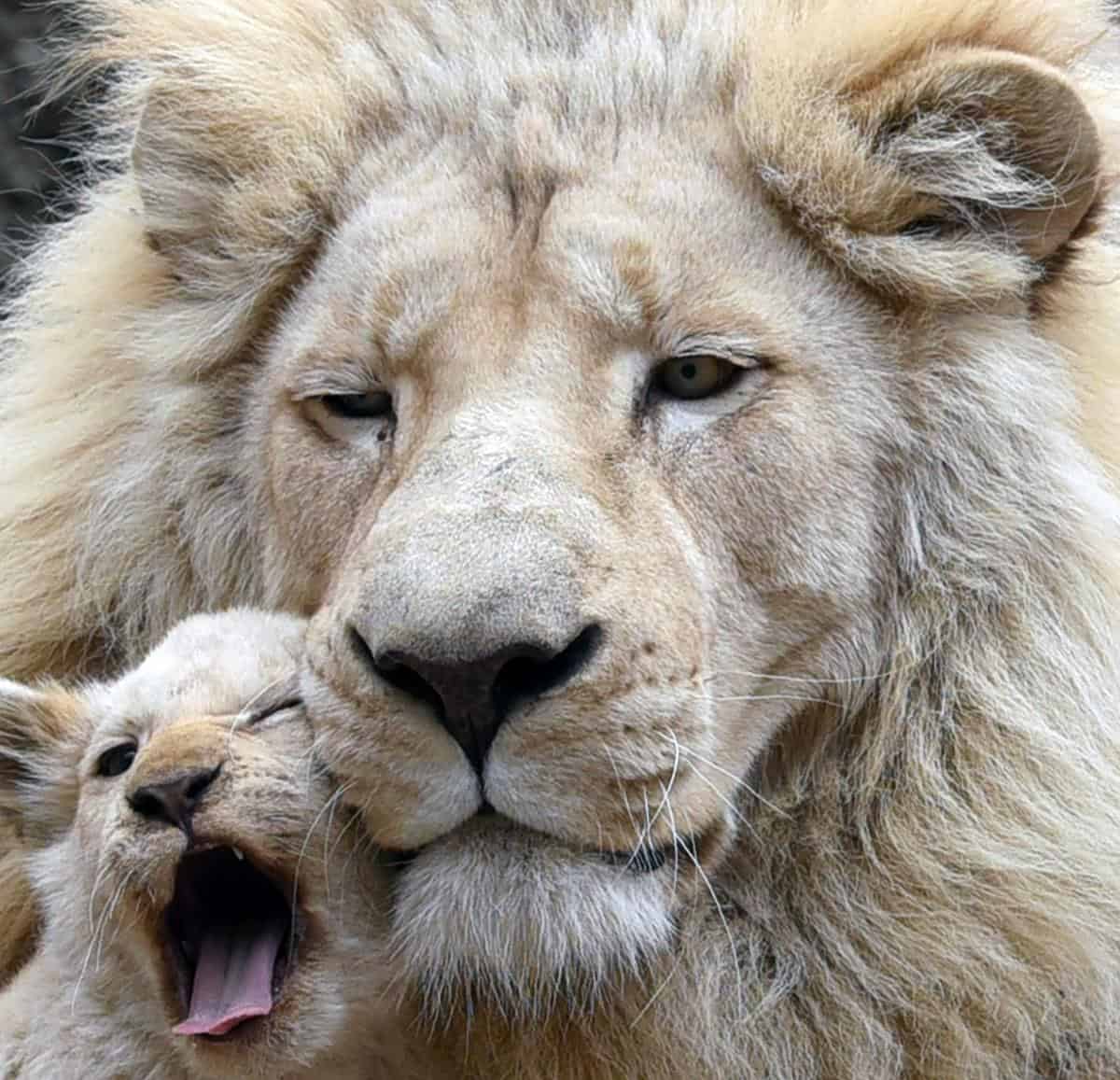 Un lionceau fait des câlins avec son père
