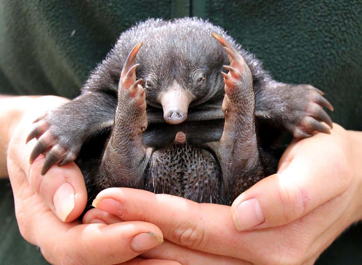 Un bébé puggle