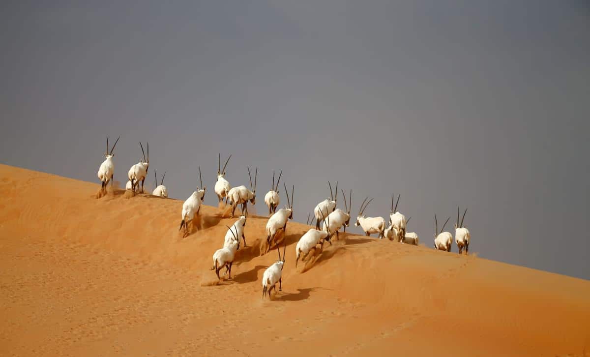 Un troupeau Oryx Arabe dans le désert