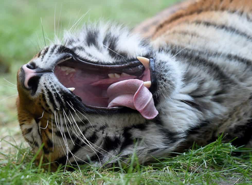 Un tigre entrain de bailler