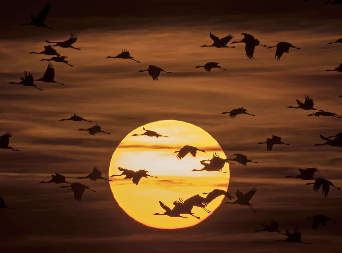 Des grues entrain de migrer